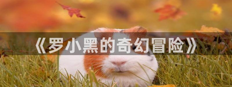 91动漫网络